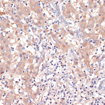 PTGS2 Antibody