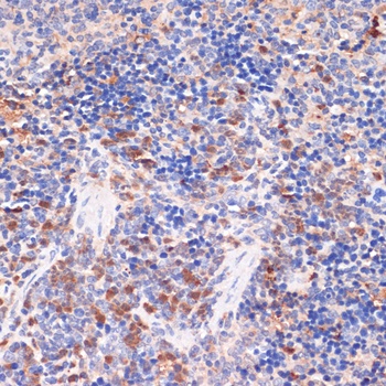 PTGS2 Antibody