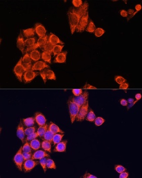 Cox2 Antibody