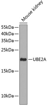 UBE2A Antibody