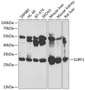 SURF1 Antibody