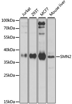 SMN2 Antibody