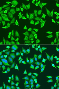 SMN2 Antibody