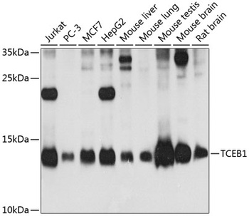 TCEB1 Antibody