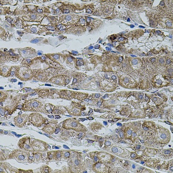 SHH Antibody