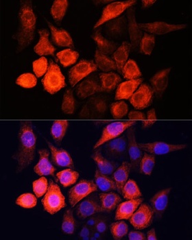 SHH Antibody