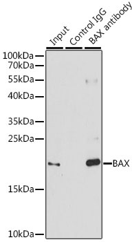 SET Antibody