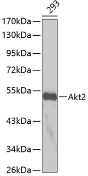 Akt2 Antibody
