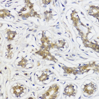 Akt2 Antibody