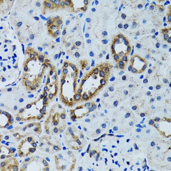 RPN1 Antibody