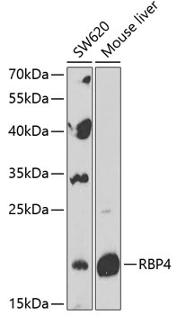 RBP4 Antibody