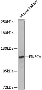 PIK3CA Antibody