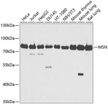 MSN Antibody