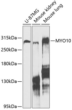 MYO10 Antibody