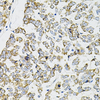 PPP1CA Antibody