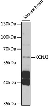 KCNJ3 Antibody