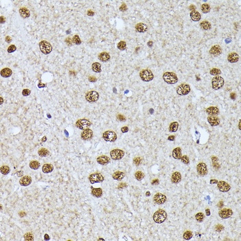 HSP90AA1 Antibody