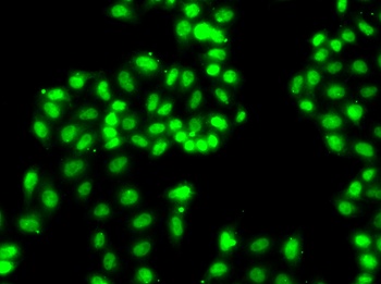 HNRNPA1 Antibody