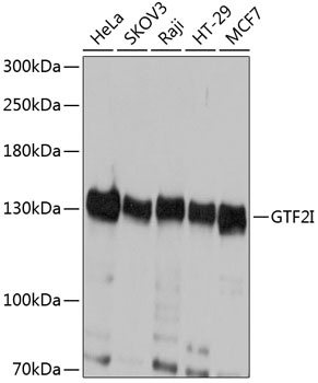 GTF2I Antibody