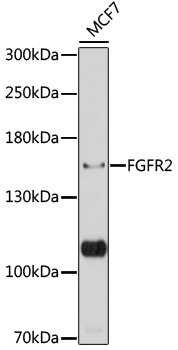 FGFR2 Antibody