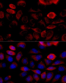 FGFR2 Antibody