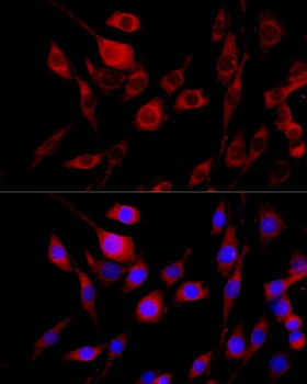 FGFR2 Antibody