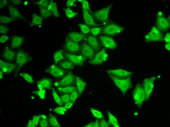 Ataxin 3 Antibody
