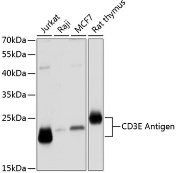 CD3E Antigen Antibody