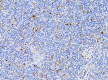 CD3E Antigen Antibody