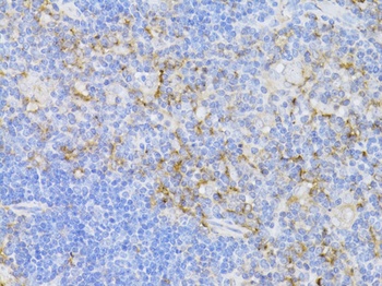 CD3E Antigen Antibody