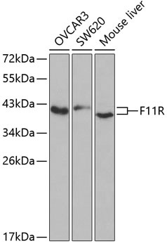 F11R Antibody