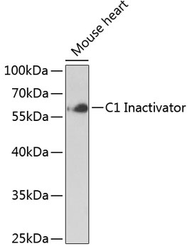C1 Inactivator Antibody