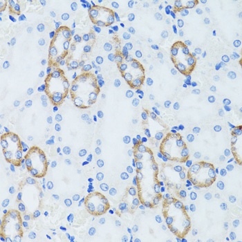 C1 Inactivator Antibody