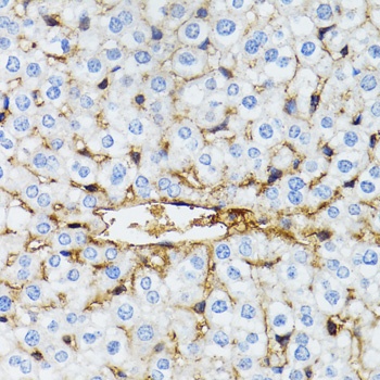 SERPING1 Antibody