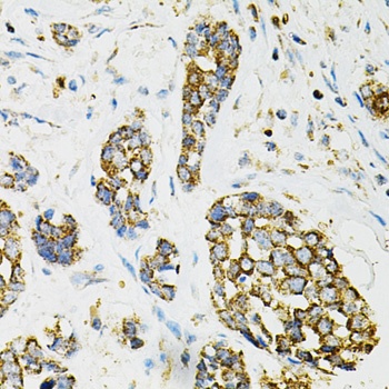 ADSS Antibody