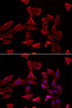 ADSS Antibody