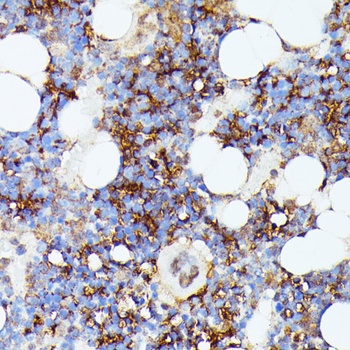 Iba1 Antibody