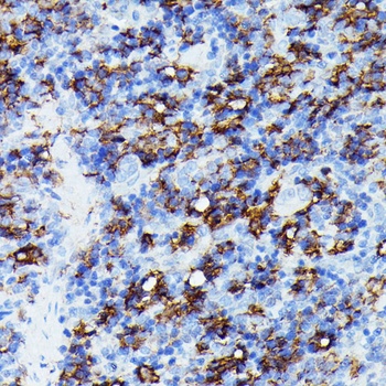 Iba1 Antibody