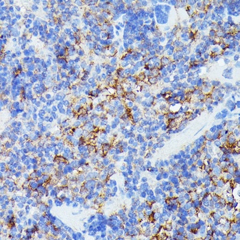 AIF1 Antibody