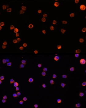 Iba1 Antibody