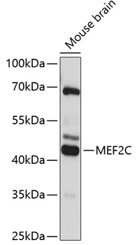 MEF2C Antibody