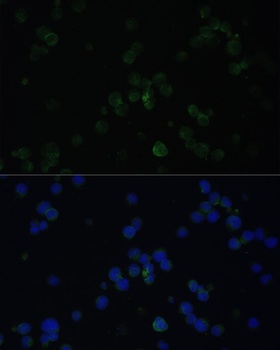 CD3D Antibody