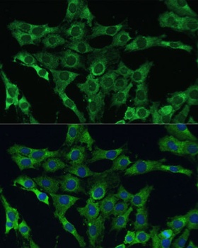 PLSCR3 Antibody