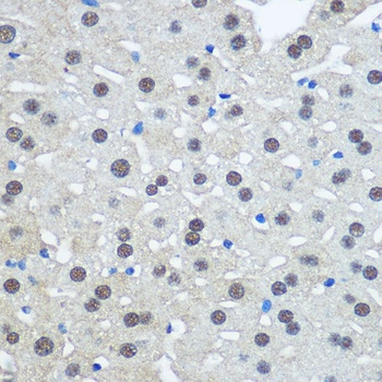 UBA1 Antibody