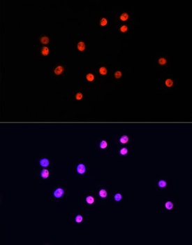 UBA1 Antibody