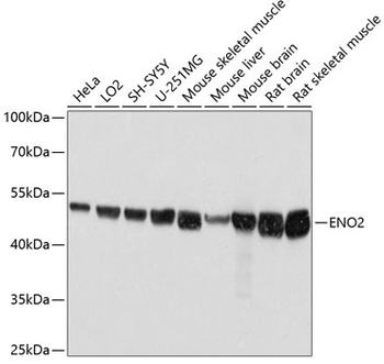 ENO2 Antibody