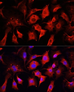 ENO2 Antibody