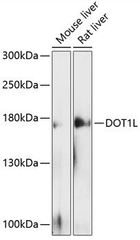 DOT1L Antibody