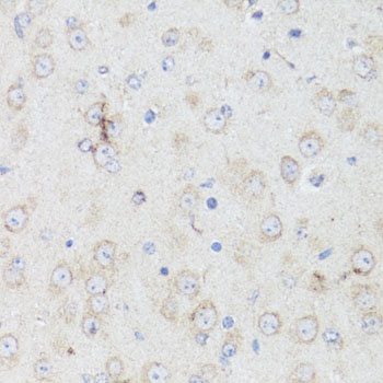 CHRM1 Antibody