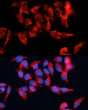BST2 Antibody
